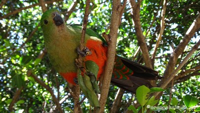 LoroParque2016 (96).jpg