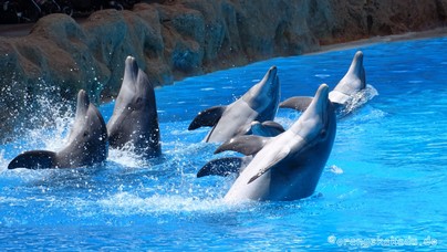 LoroParque2016 (97).jpg