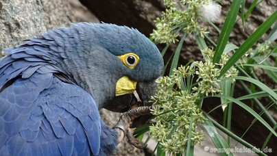 LoroParque2016 (98).jpg