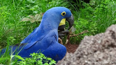 LoroParque2016 (99).jpg